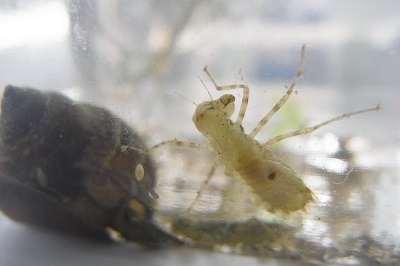 生物観察 つくば開成学園高等学校 生物観察 つくば開成学園高等学校