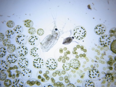 顕微鏡で生物観察 つくば開成学園高等学校 顕微鏡で生物観察 つくば開成学園高等学校